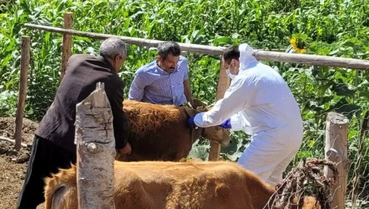 Adana'da şarbona karşı aşılama çalışması başlatıldı