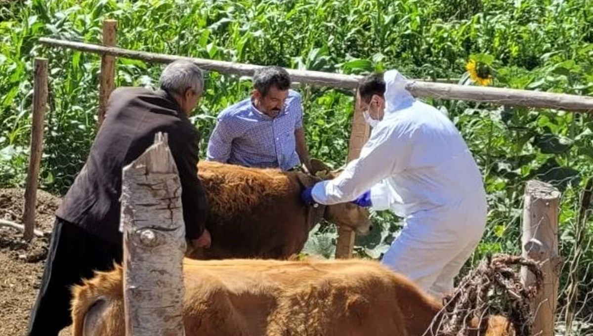 Adana'da şarbona karşı aşılama çalışması başlatıldı Adana'da şarbona karşı aşılama çalışması başlatıldı