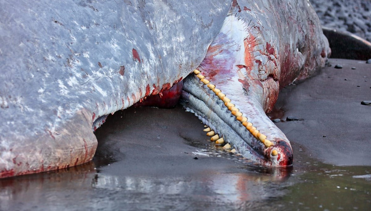 Karaya vuran ölü balinanın içinden 500 bin euro çıktı