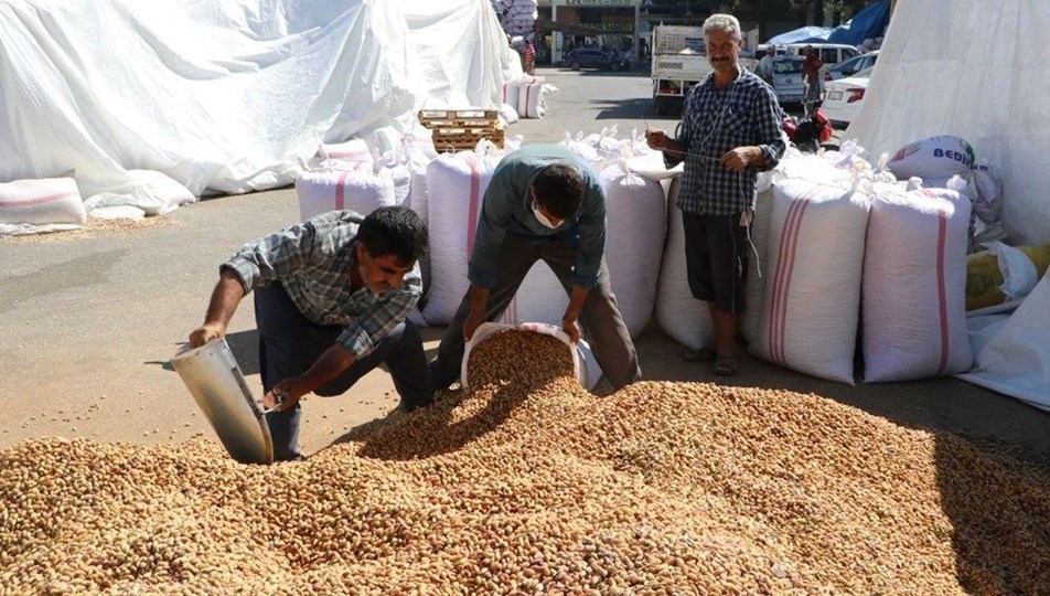 Antep fıstığında yeni rekor geliyor