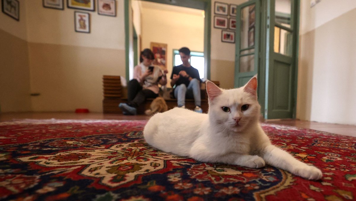 İran'da kedi kafe açıldı: Ziyaretçilerden yoğun ilgi İran'da kedi kafe açıldı: Ziyaretçilerden yoğun ilgi