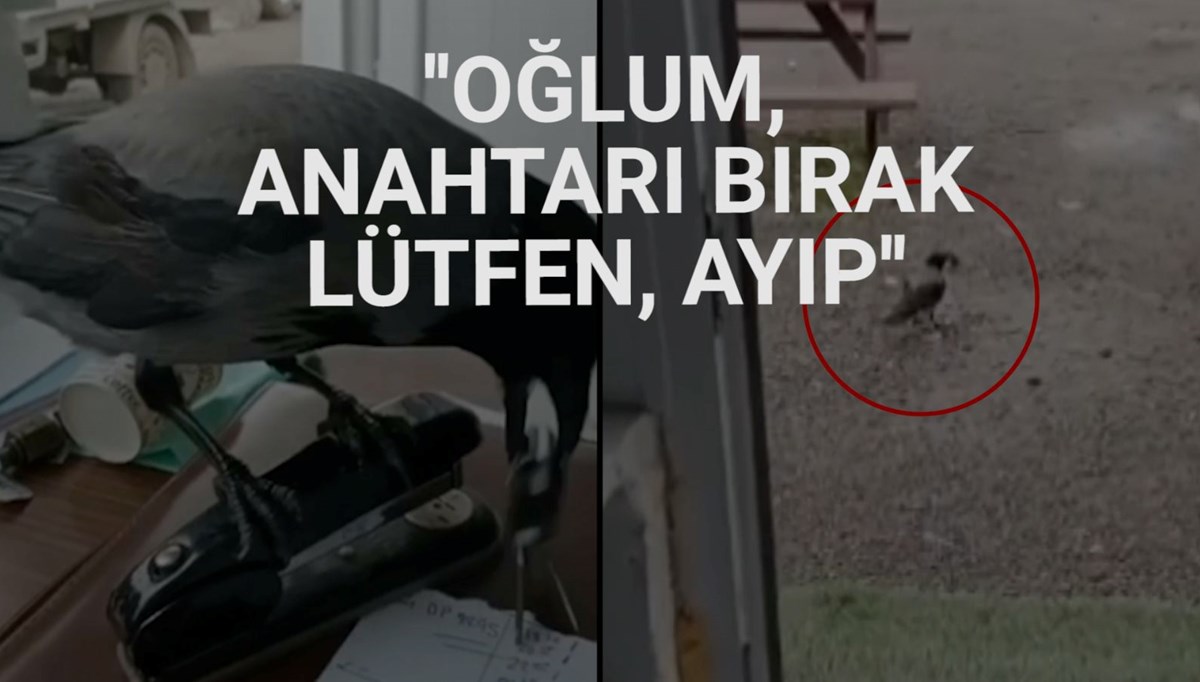 Garaj anahtarlarını alıp kaçan karganın peşinden böyle koştu Garaj anahtarlarını alıp kaçan karganın peşinden böyle koştu