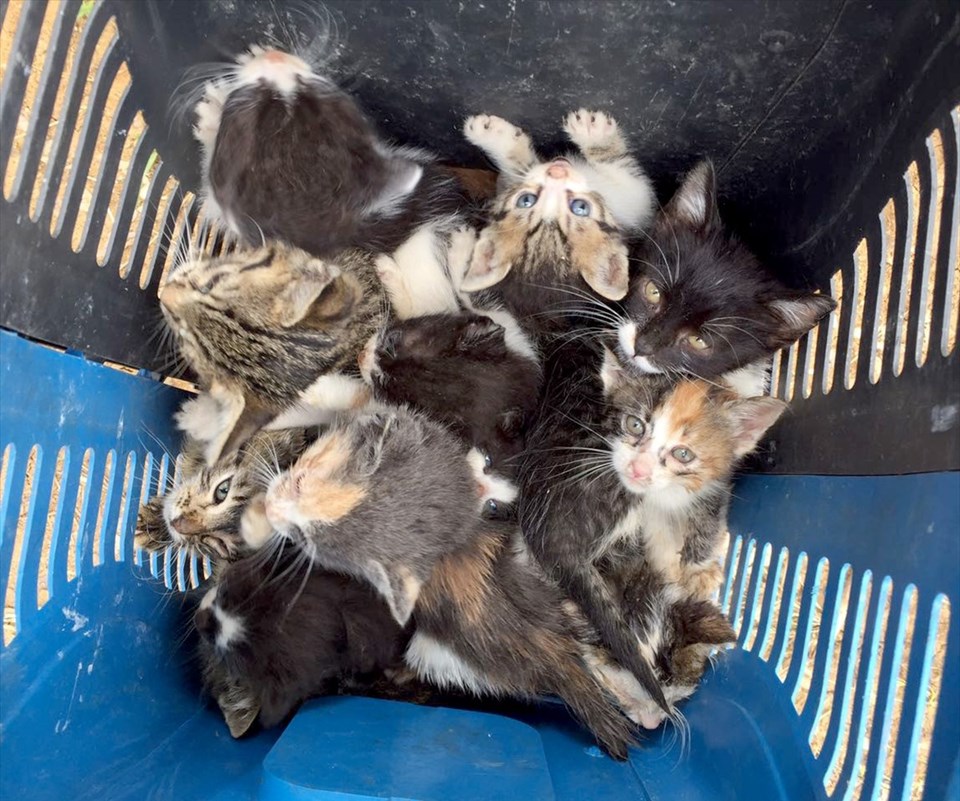 İhbar, 60 yavru kedinin hayatını kurtardı - 1