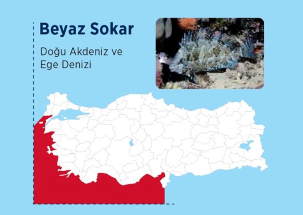 Türkiye'nin denizlerinde hangi zehirli balık türleri var? - 5