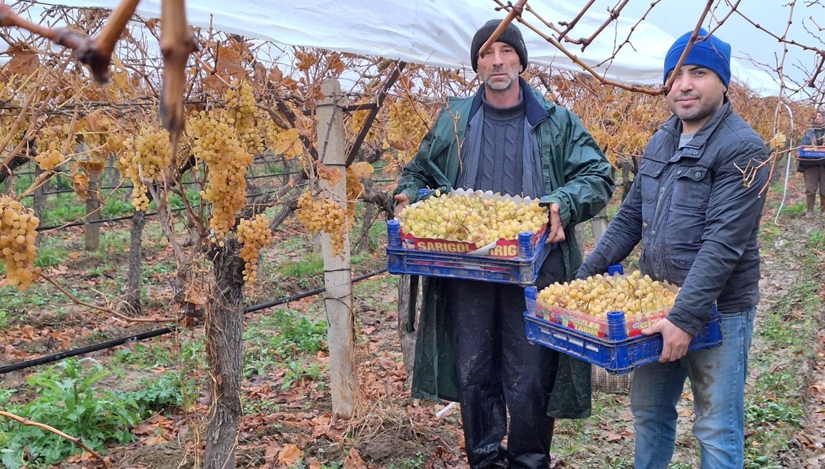 Yılbaşı üzümleri yola çıktı