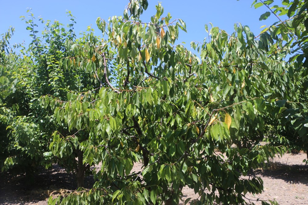 Zirai don kirazı vurdu: 20 bin tonluk rekolte sıfıra indi - 1