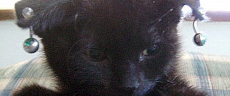 Piercingli kedi satan kadın zalimlikle suçlandı Magazin Haberleri NTV