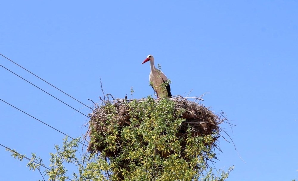 22 Yıllık Sadakat: Aynı Yuvaya Dönen Bahar Elçisi 75 STOkpWrz0UijaY1GRZcmPQ