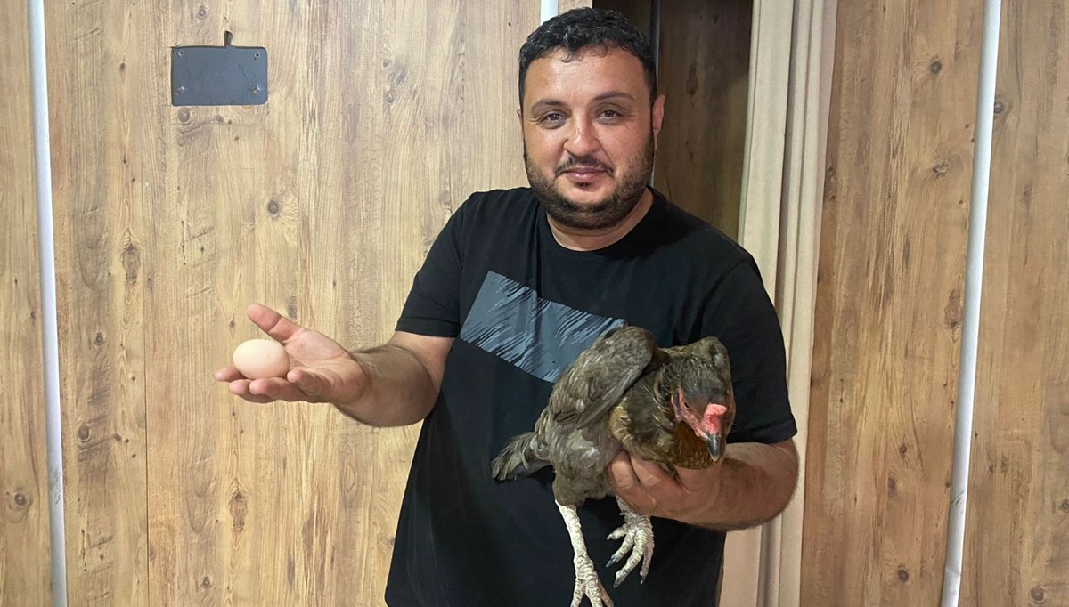 Tavuk, tavuk dönerci dükkanına girerek yumurtladı: Görenleri şaşırtan olay