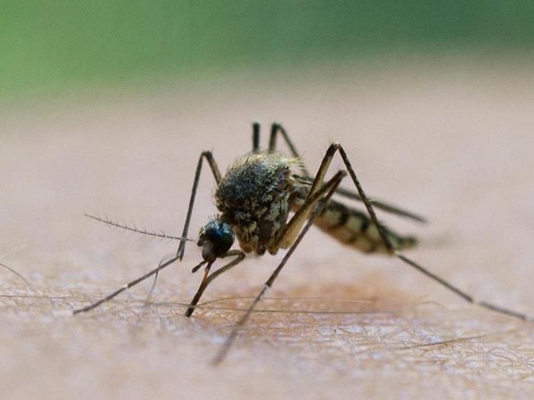 Istanbullular En Cok Sivrisinekten Sikayetci Ntv