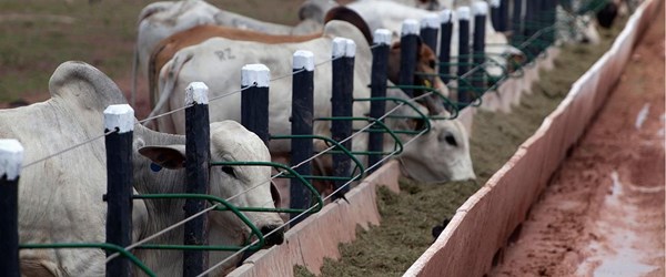 İsviçre'de üretilen özel yem ineklerin metan salınımını azaltıyor (Küresel ısınmaya yem freni)