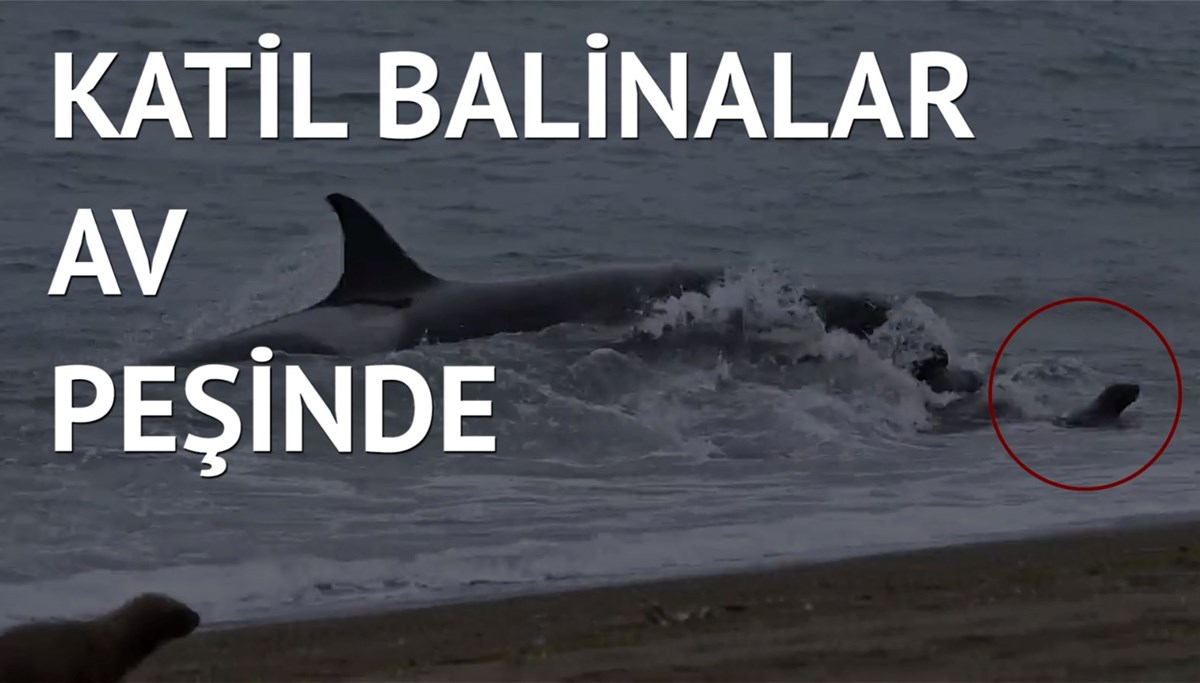 Arjantin kıyılarından belgeselleri aratmayan görüntüler