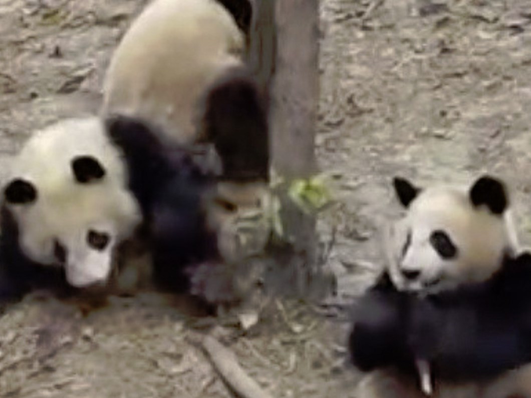 ciftlesen pandalarin davetsiz misafiri magazin haberleri ntv