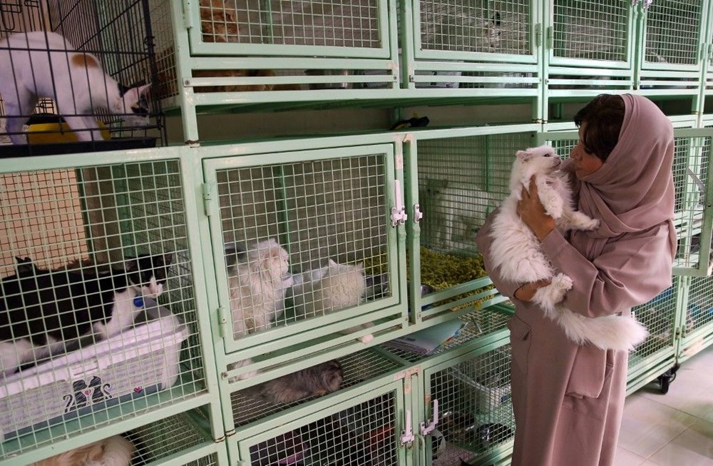 Evinde 480 kedi ve 12 köpeğe bakıyor NTV