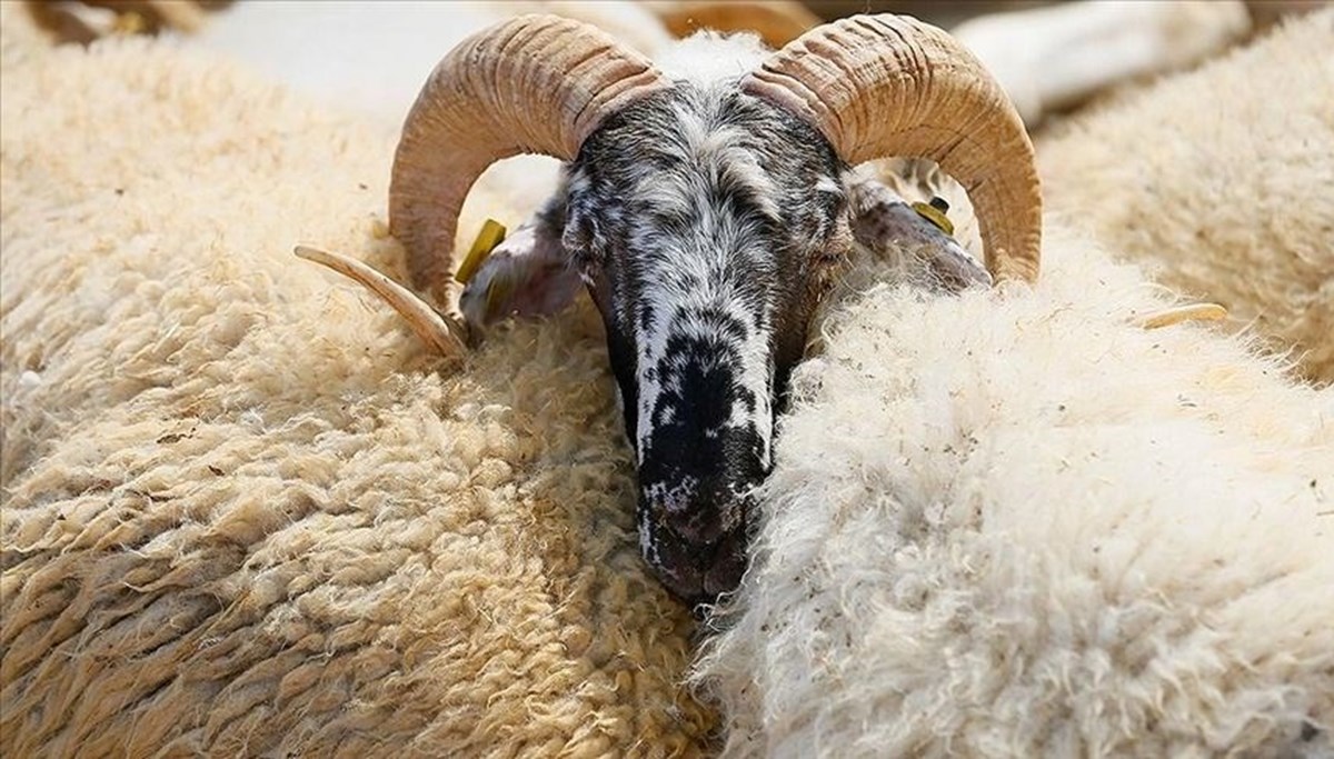 Kurban Bayramı takvimi 2025: Kurban Bayramı önümüzdeki yıl ne zaman, hangi ay?