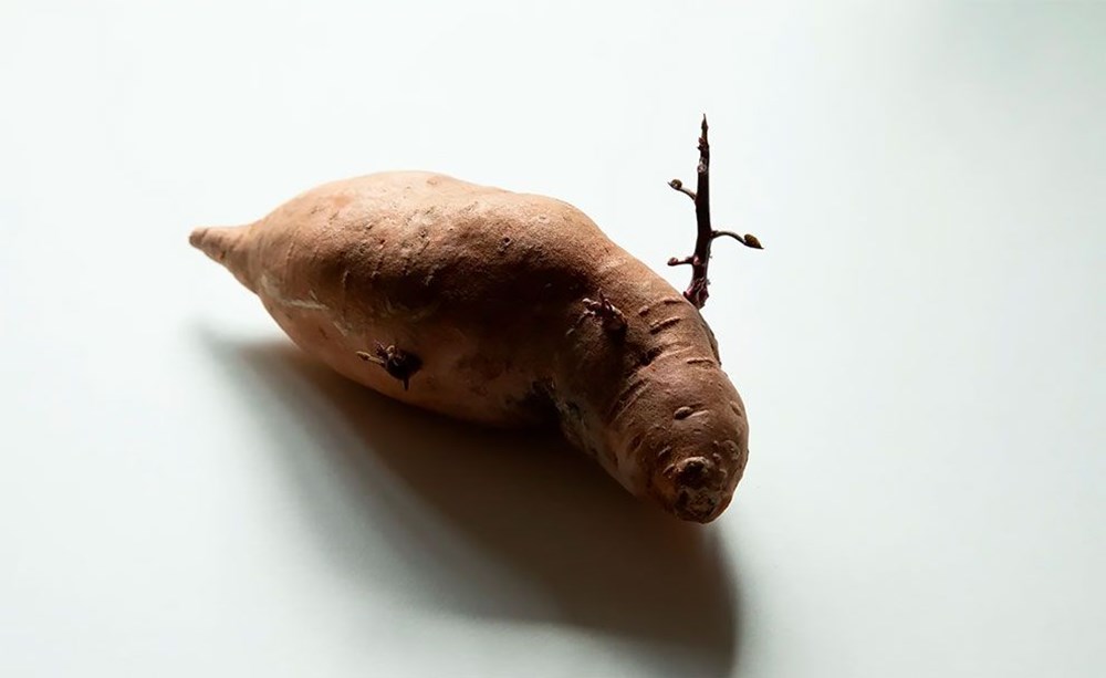 Patates Fotoğrafları Yarışması'nın kazananları belli oldu - 5