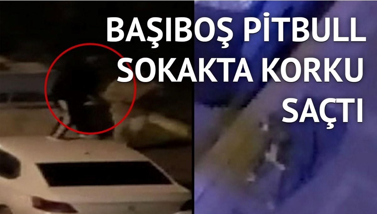 Pitbull’un saldırdığı vatandaş arabanın üstüne çıktı
