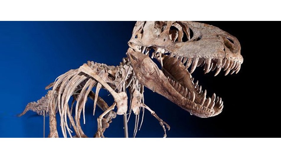 Kaçırılan dinozor satıldı