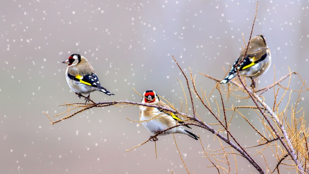 Bilim insanları felaket için tarih verdi: Biyoçeşitlilik krizi kapıda - 3