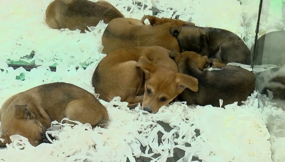Pet shoplarda hayvan satışı 7 ay sonra sona erecek