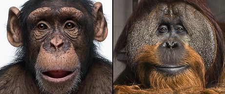 Похожая на тебя обезьяна событие хср. Похожая на тебя обезьяна событие хср. Обои на телефон обезьяны смешные. Испуганная макака. Самая похожая обезьяна на человека.