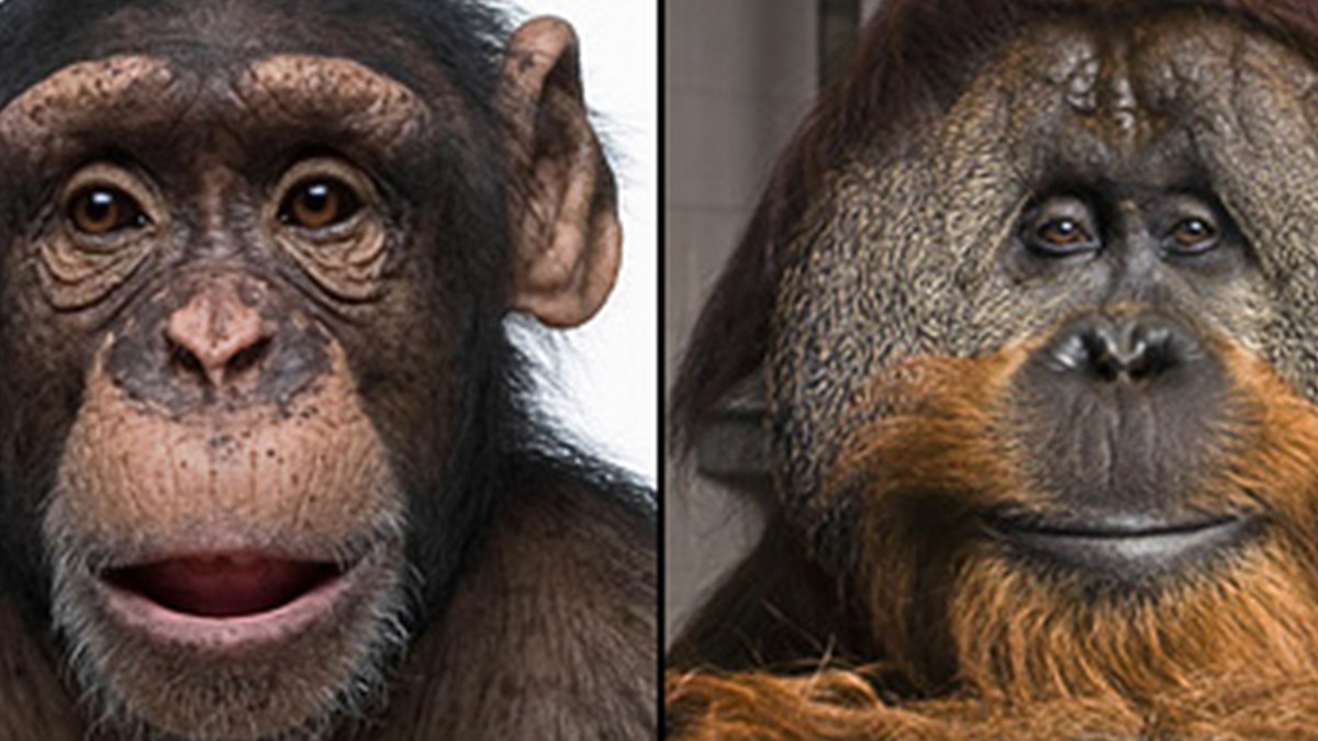 insanin en yakin akrabasi orangutanlar mi ntv