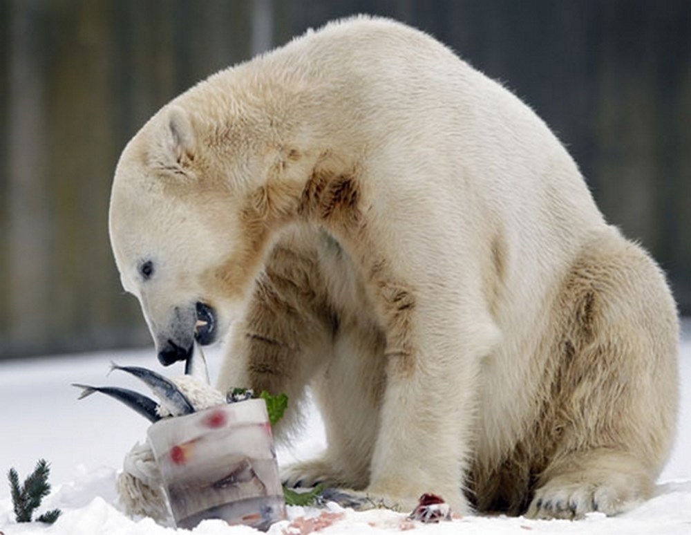 Белый медведь ест фото Белый медведь ест фото