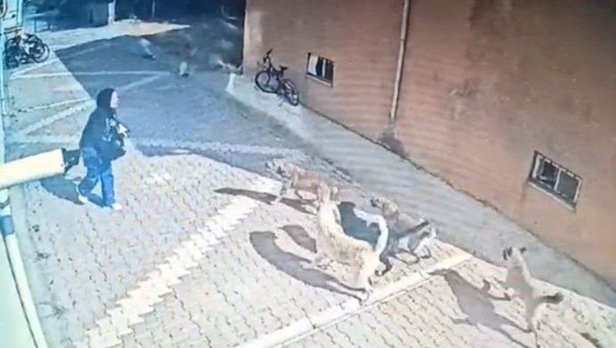 Konya'da sokak köpekleri bir kız öğrenciye saldırdı Konya'da sokak köpekleri bir kız öğrenciye saldırdı