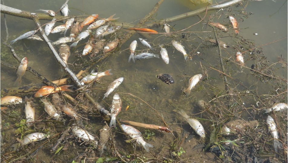 tokat ta yuzlerce balik kiyiya vurdu ntv