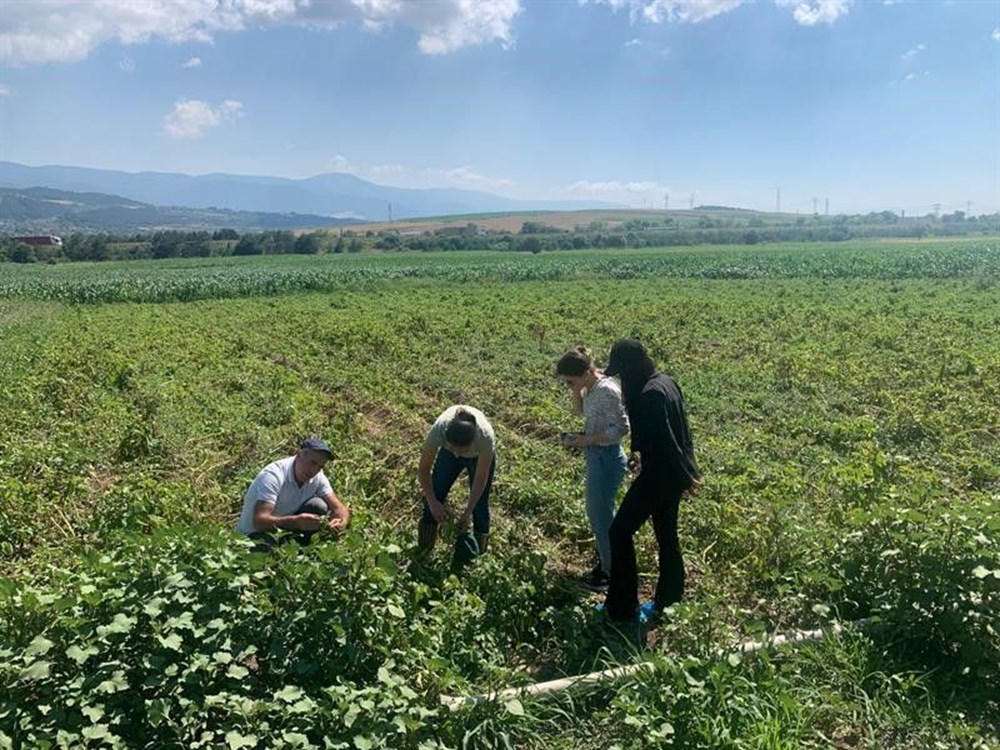 Patates tarlalarında 'mildiyö' alarmı - 2