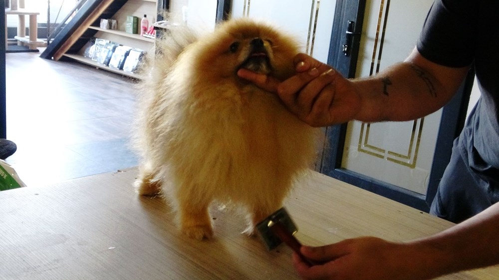 Kedi Oteli bayramda tamamen doldu - 9
