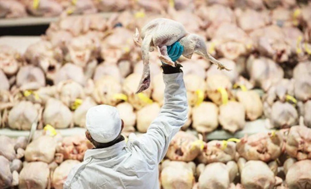 Avrupa ve Asya'da yeni salgın: Ölüm oranı yüzde 50'den daha fazla - 6