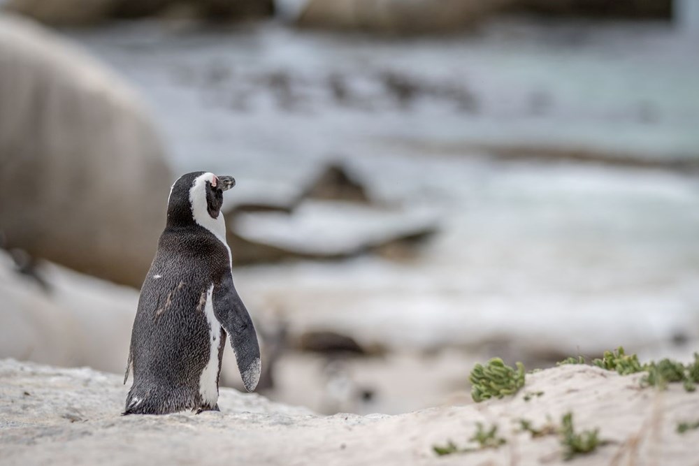Bilim insanları uyardı: Afrika penguenlerinin soyu on yıllar içinde tükenebilir - 3