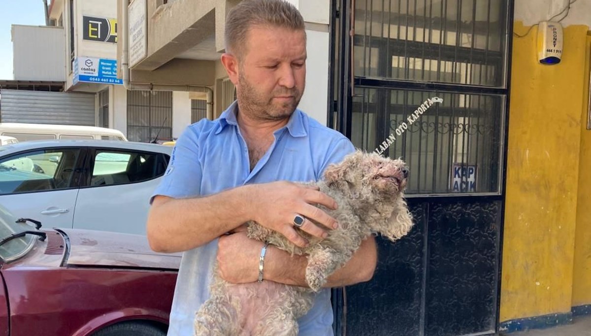 Ankara'da pitbull dehşeti: Evcil hayvanın çenesini kopardı