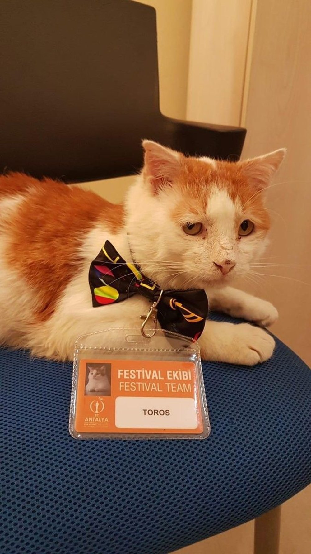 Altın Portakal�ın en sevimli akreditesi kedi Toros NTV