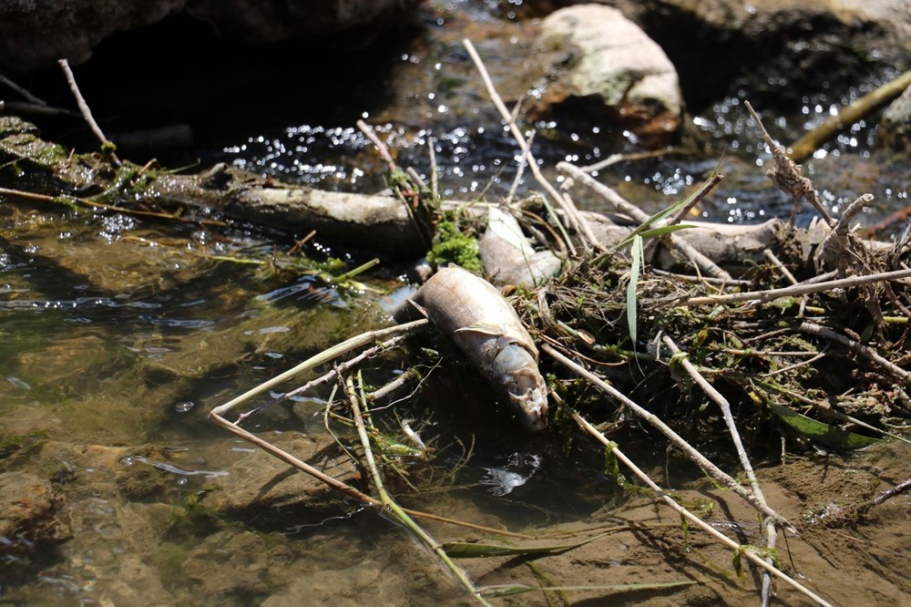 Türkiye’nin en uzun nehri Kızılırmak'ta toplu balık ölümleri - 5