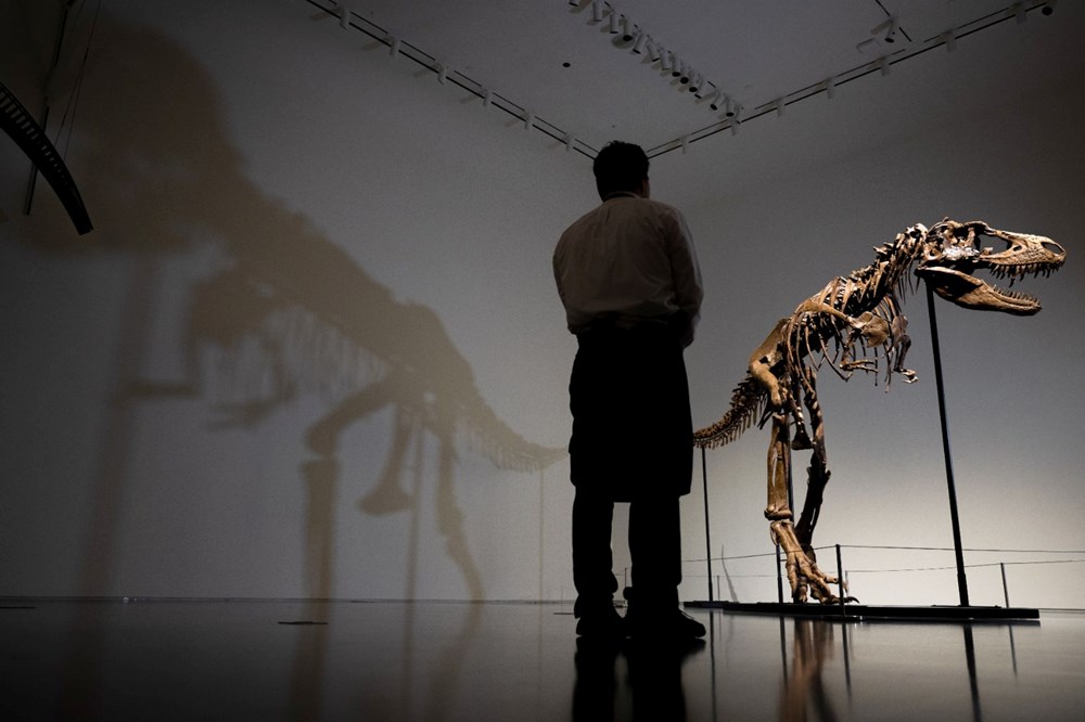 Gorgosaurus türü dinozor iskeleti 6 milyon dolara satıldı - 3