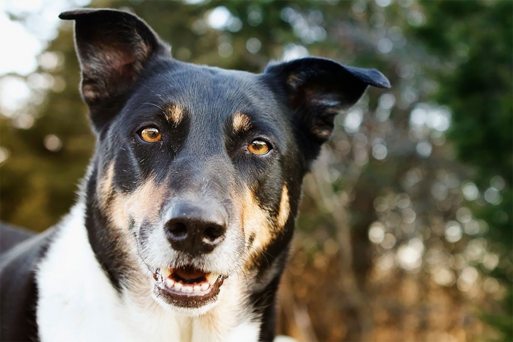 Dünyanın en fotojenik köpekleri NTV
