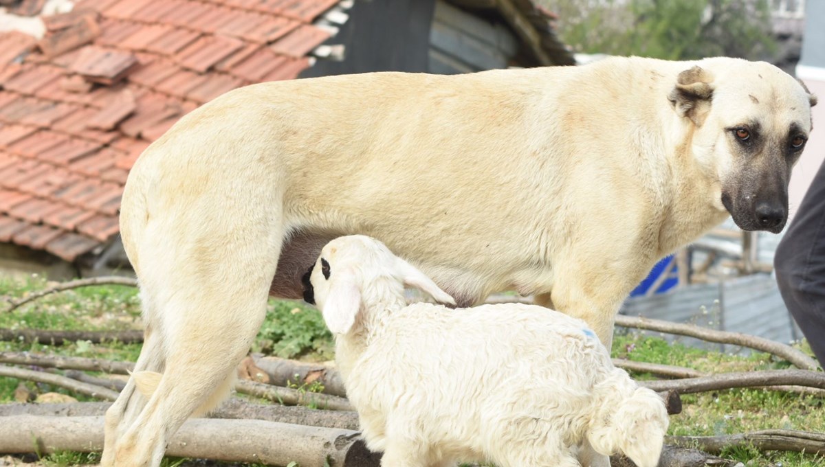 Çoban köpeği kuzunun süt annesi oldu Çoban köpeği kuzunun süt annesi oldu