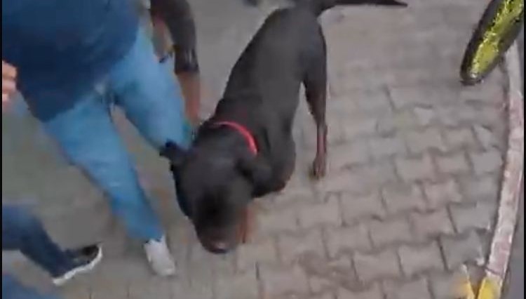 Köpek saldırısı kask kamerasında
