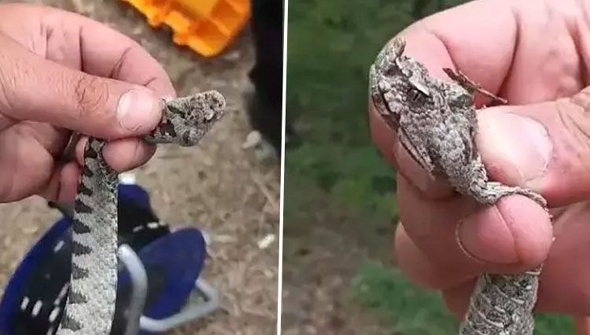Yer: Kastamonu! Metrelerce uzunluktaki engerek yılanını elleri ile tuttular Yer: Kastamonu! Metrelerce uzunluktaki engerek yılanını elleri ile tuttular