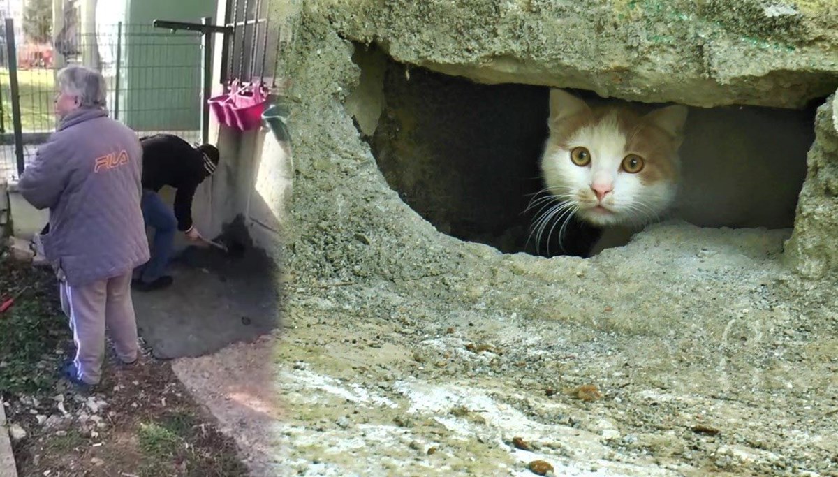 Kocaeli'de duvarın oyuğuna saklanan kedilerin canlı canlı gömüldüğü iddia edildi