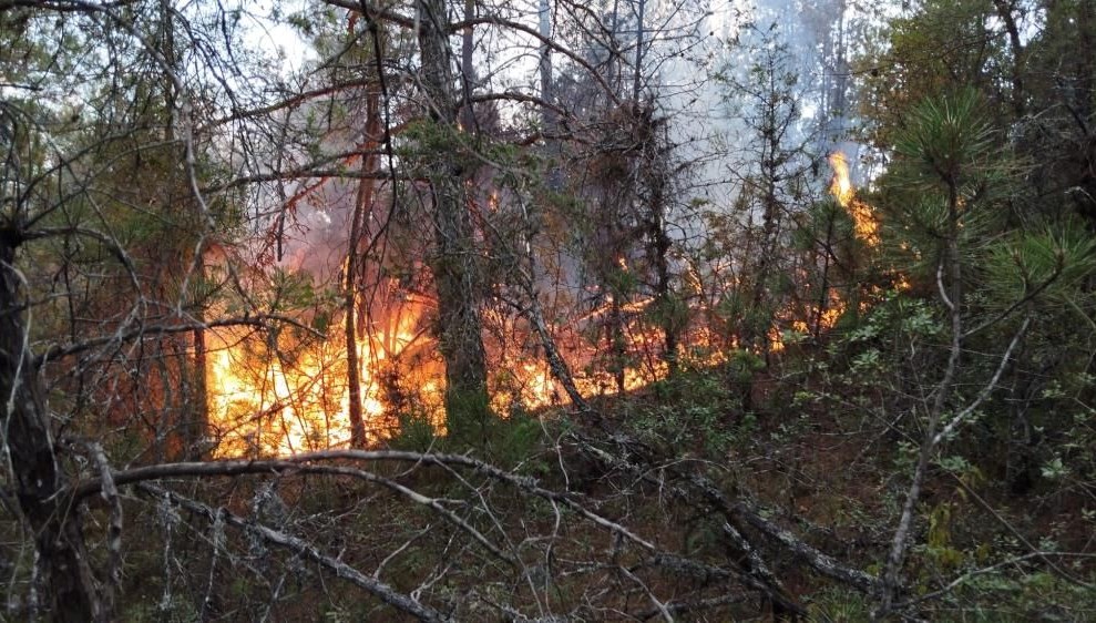 Osmaniye'de orman yangını söndürüldü