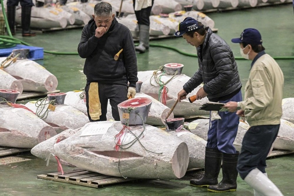 Toyosu Balık Hali'nde Geleneksel Balık Mezatı