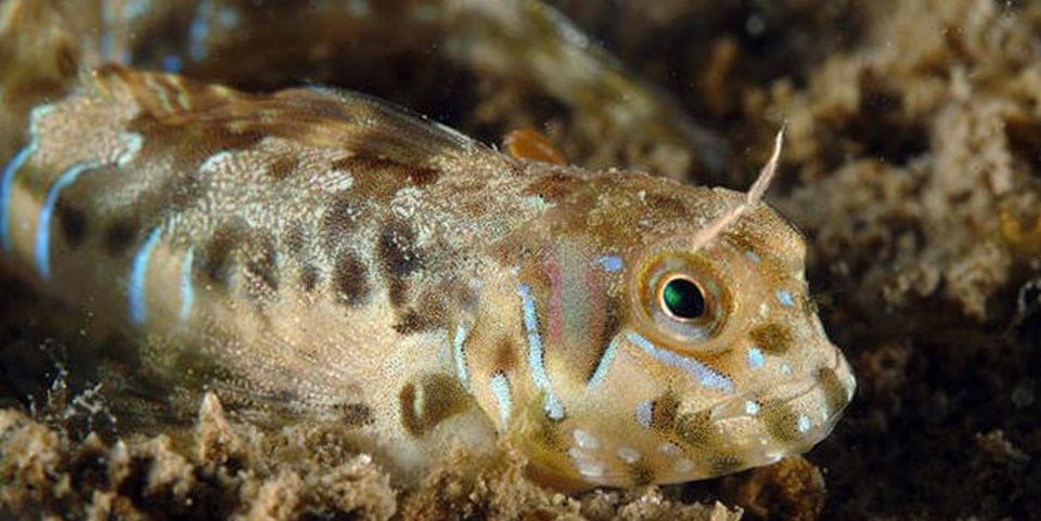 Karadeniz'de az rastlanan "horozbina balığı"nda parazit bulundu - 1