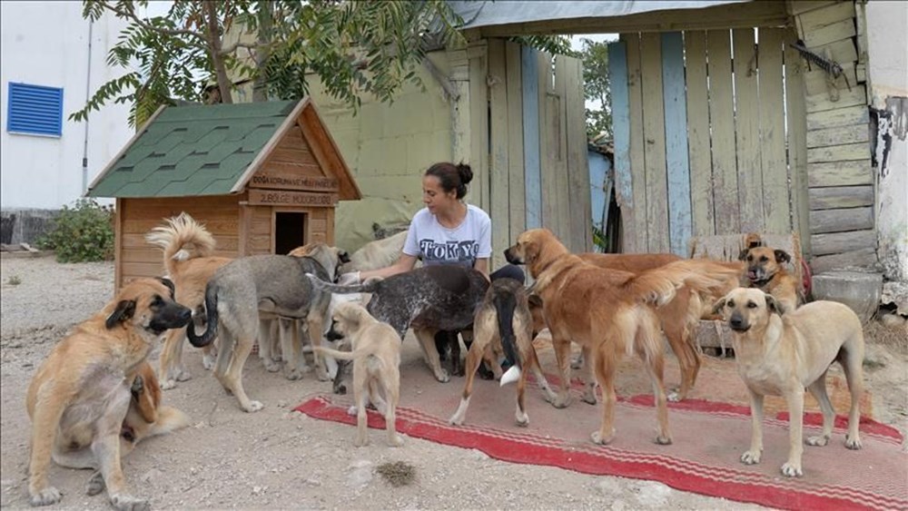 Sokak köpekleri kanun teklifi hazır: Uyutma seçeneği için yeni karar - 4