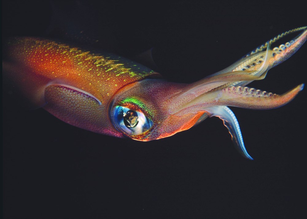 The hidden and colorful world of the Mediterranean - 13