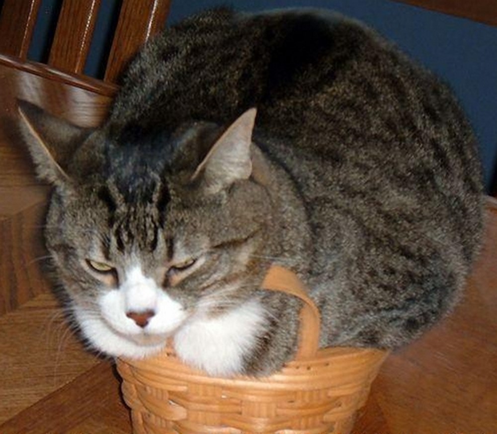 Bir kedi her şey olabilir Magazin Haberleri NTV