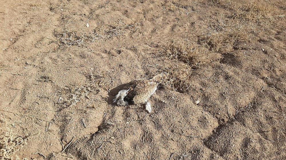 7 yıl sonra Trabzon'da görülen yakalı toy kuşunu avcılar vurdu - 10