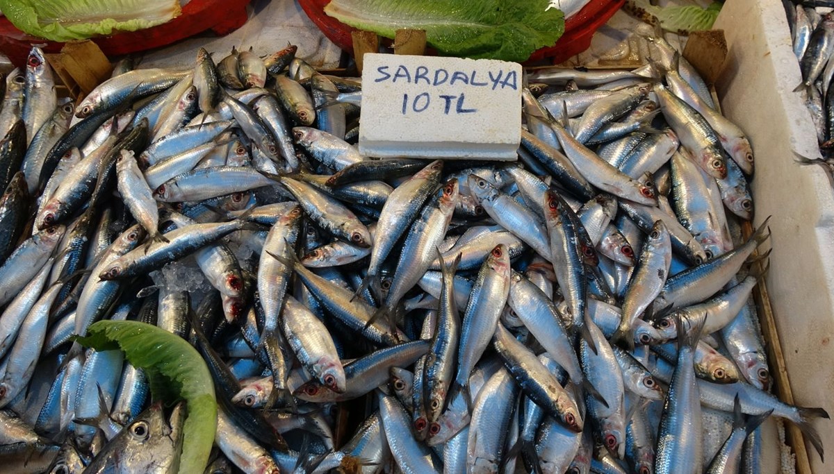 Akdeniz'de sardalya bolluğu